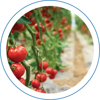 Jars on production line